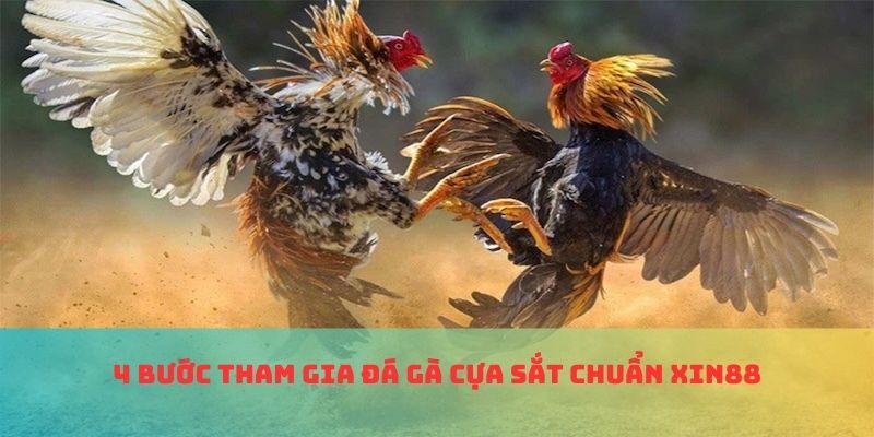 4 bước trải nghiệm đá gà cựa sắt chuẩn quy định Xin88