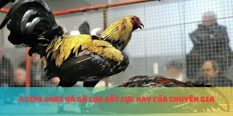 5 tips chơi đá gà cựa sắt cực hay của chuyên gia