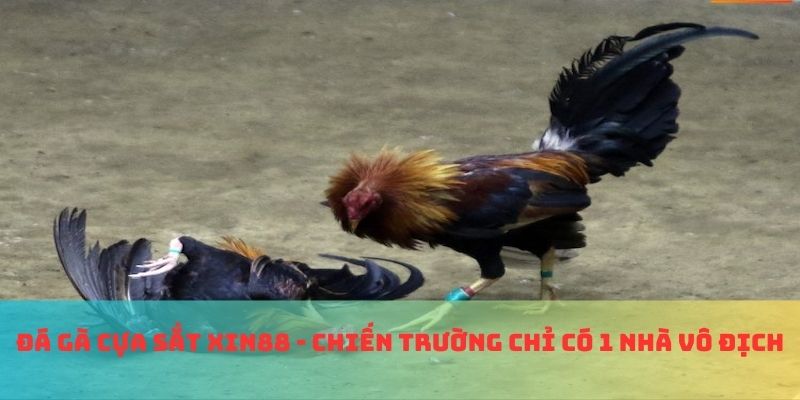 đá gà cựa sắt xin88
