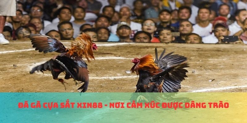 Đá gà cựa sắt Xin88 - Nơi cảm xúc được dâng trào