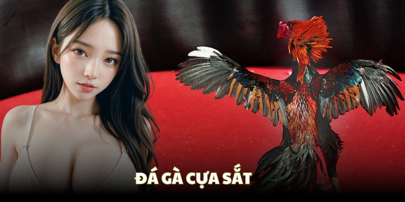Đá gà Xin88 cựa sắt mang đến những phút kịch tính đến nghẹt thở