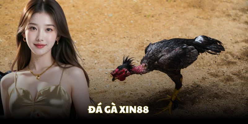 đá gà xin88 cực đỉnh