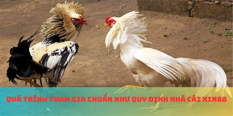 Quá trình tham gia chuẩn như quy định nhà cái Xin88